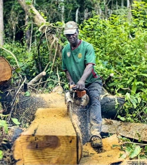 Beni : les exploitants forestiers disposent de 30 jours pour régulariser leurs documents administratifs