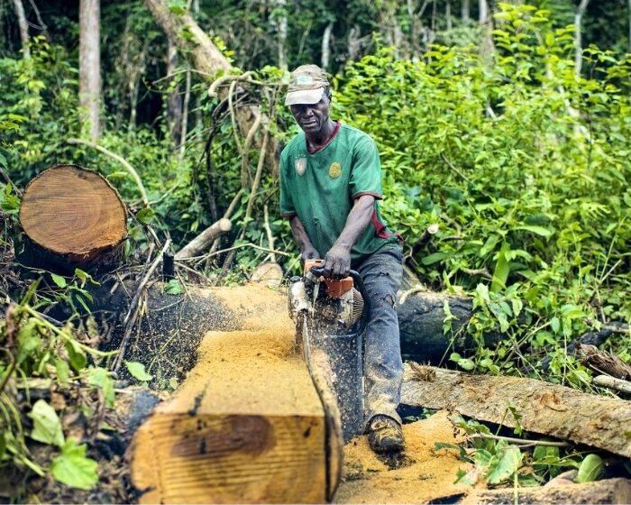 Beni : les exploitants forestiers disposent de 30 jours pour régulariser leurs documents administratifs